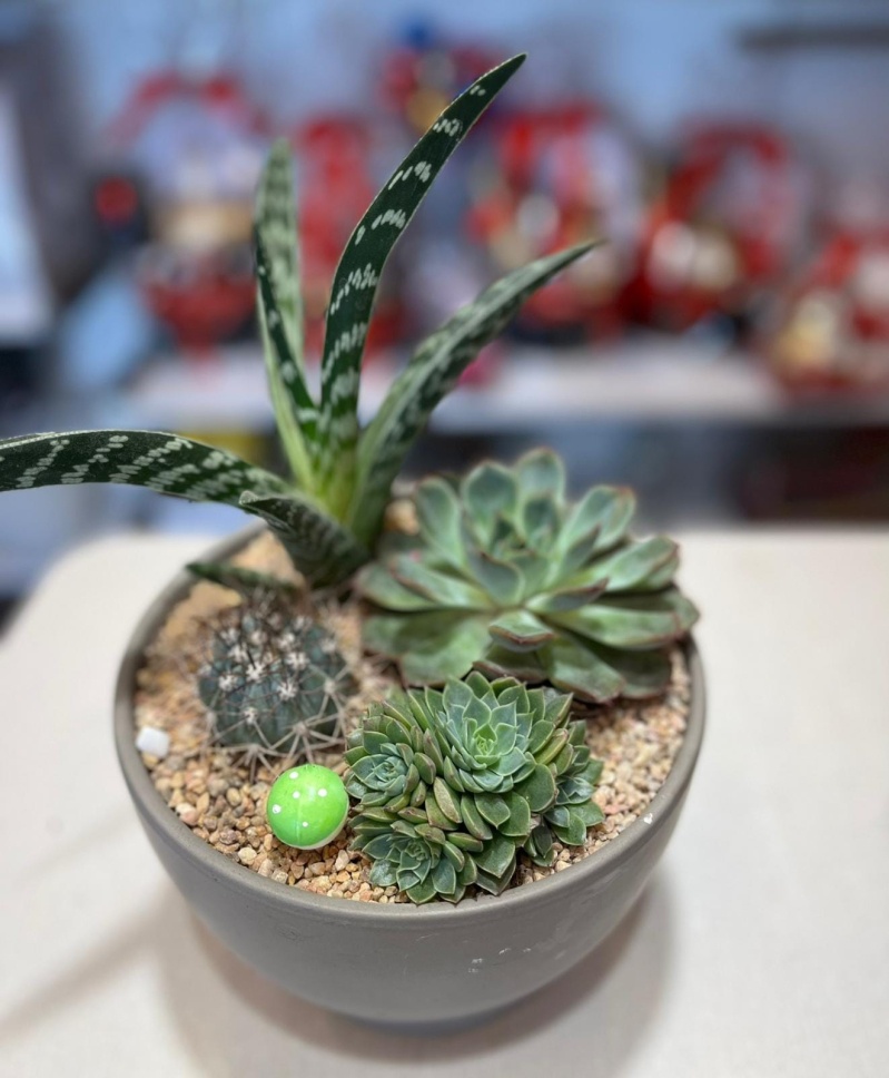 721e9_1SPLIT202301SPLIT23160200.jpg קקטוסים מערב פרוע