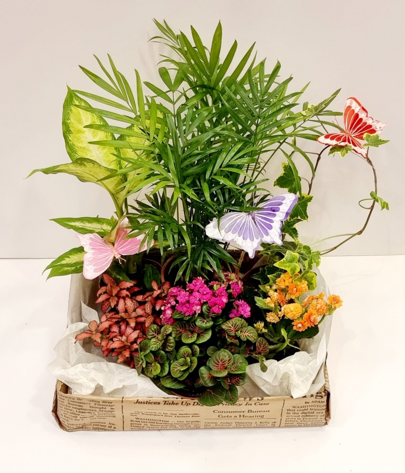 גינת פרפרים גינת פרפרים